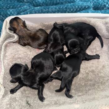Shih Tzu Dogs Available for Adoption in Aberdeen, North Carolina - Shadow | PetCurious