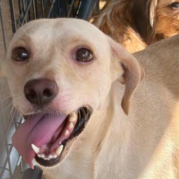 Buck -  Mixed Breed Dog for Adoption in Livingston, Texas - Buck | PetCurious