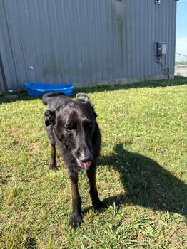 Lucky -  Flat Coated Retriever and Schnauzer Dog for Adoption in Bossier City, Louisiana - Lucky | PetCurious