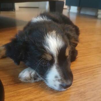 Alice -  Australian Shepherd and Mixed Breed Dog for Adoption in San Francisco, California - Alice | PetCurious