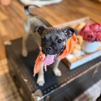 Farley Freefall Boy -  Chihuahua and Pug Dog for Adoption in Friendswood, Texas - Farley Freefall Boy | PetCurious