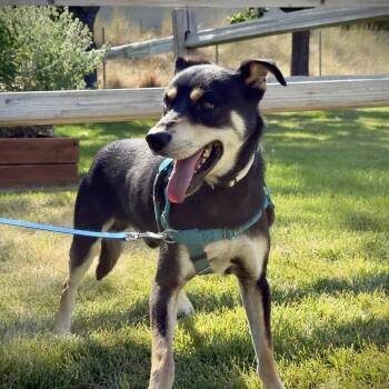 Bob -  Mixed Breed Dog for Adoption in Murray, Utah - Bob | PetCurious
