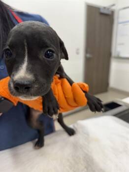 CRICKET -  Pit Bull Terrier and Mixed Breed Dog for Adoption in Baytown, Texas - CRICKET | PetCurious