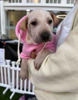 Rescue Shar Pei and Labrador Retriever Dogs for Adoption in Pasadena, California - Pocahontas | PetCurious