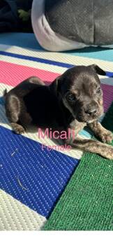 Mixed Breed Dogs Available for Adoption in Harrodsburg, Kentucky - Micah | PetCurious