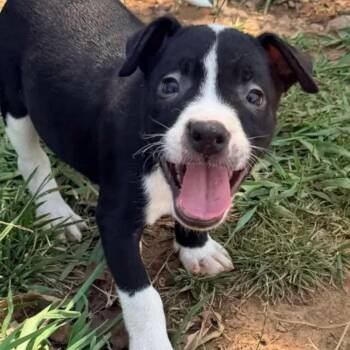 Darcy -  Labrador Retriever and Pit Bull Terrier Dog for Adoption in Reno, Nevada - Darcy | PetCurious