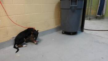 LOUIS -  Pit Bull Terrier and Mixed Breed Dog for Adoption in Tulsa, Oklahoma - LOUIS | PetCurious
