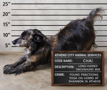 CHAI -  Dachshund and Shepherd Dog for Adoption in Athens, Alabama - CHAI | PetCurious