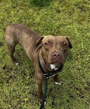 Pit Bull Terrier and Mixed Breed Dogs Available for Adoption in Honolulu, Hawaii - Valor | PetCurious