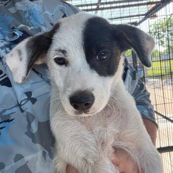 Mixed Breed Dogs Available for Adoption in Lake Jackson, Texas - Moe | PetCurious
