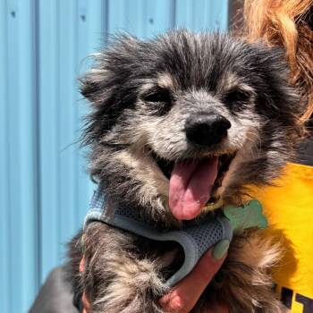 Taurus 10504 -  Chihuahua and Mixed Breed Dog for Adoption in San Francisco, California - Taurus 10504 | PetCurious
