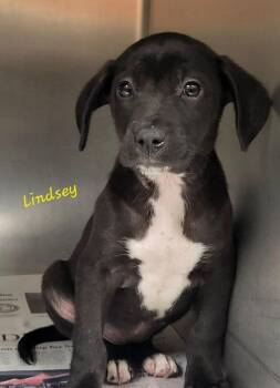 Lindsey Greenbush -  Mixed Breed Dog for Adoption in Groveland, Massachusetts - Lindsey Greenbush | PetCurious