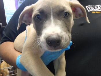 APOLLO -  Pit Bull Terrier and Mixed Breed Dog for Adoption in Tulsa, Oklahoma - APOLLO | PetCurious