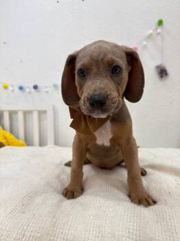 Louis Pound Puppy -  Basset Hound and Pit Bull Terrier Dog for Adoption in Friendswood, Texas - Louis Pound Puppy | PetCurious