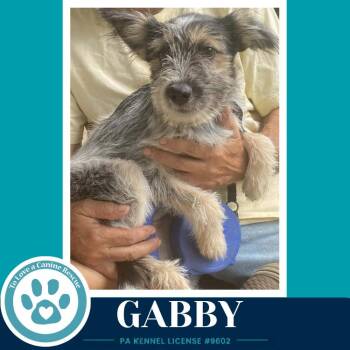 Gabby (Gee Pups) 082226 -  Shih Tzu and Australian Cattle Dog Blue Heeler Dog for Adoption in Kimberton, Pennsylvania - Gabby (Gee Pups) 082226 | PetCurious