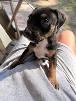 Cobalt -  Mixed Breed Dog for Adoption in Wyoming, Michigan - Cobalt | PetCurious