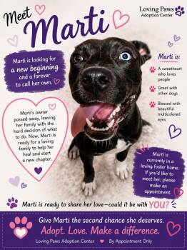 Marti -  Mixed Breed Dog for Adoption in Crocker, Missouri - Marti | PetCurious