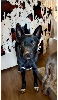 Rescue Shepherd Dogs for Adoption in Shawnee, Oklahoma - Rockie | PetCurious