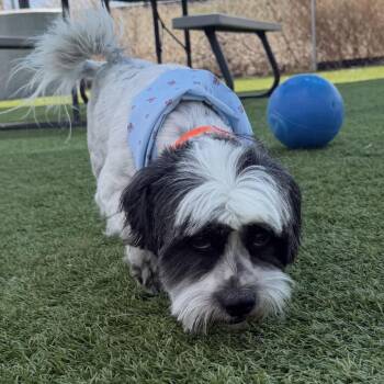 Shih Tzu Dogs Available for Adoption in Idaho Falls, Idaho - Cookie | PetCurious