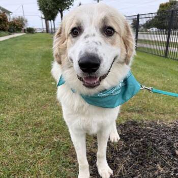 Hawthorn -  Mixed Breed Dog for Adoption in Canal Winchester, Ohio - Hawthorn | PetCurious