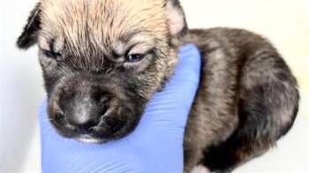 A657315 -  Australian Kelpie Dog for Adoption in Houston, Texas - A657315 | PetCurious