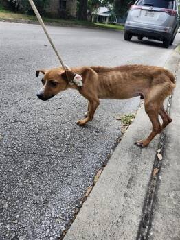 GUS -  Chihuahua Dog for Adoption in San Antonio, Texas - GUS | PetCurious