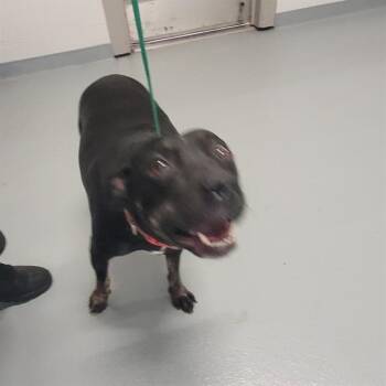 Labrador Retriever and Mixed Breed Dogs Available for Adoption in St. Cloud, Florida - GOOSEY | PetCurious