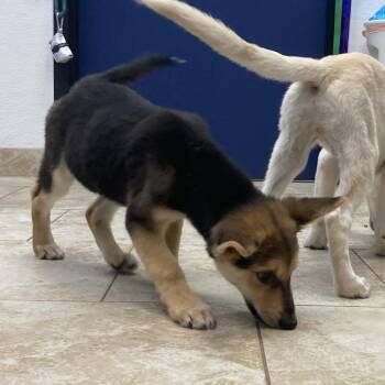 Tiny -  Shepherd Dog for Adoption in Galveston, Texas - Tiny | PetCurious