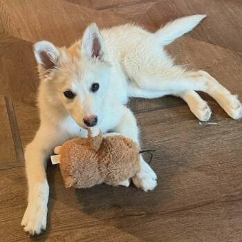 Posey -  Husky Dog for Adoption in Hopkinton, Massachusetts - Posey | PetCurious
