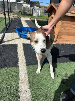 Ion -  Pit Bull Terrier Dog for Adoption in Green River, Wyoming - Ion | PetCurious