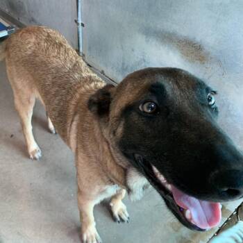 Belgian Shepherd Malinois Dogs Available for Adoption in Edinburg, Texas - Bacardi | PetCurious