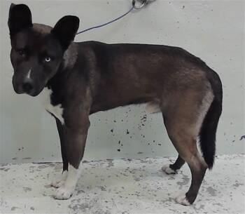 Staffordshire Bull Terrier and Husky Dogs Available for Adoption in Houston, Texas - HEMAN | PetCurious