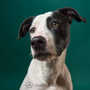 Pit Bull Terrier and German Shepherd Dog Dogs Available for Adoption in Burbank, California - Jack | PetCurious