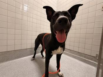 TALLY -  Pit Bull Terrier Dog for Adoption in Tustin, California - TALLY | PetCurious