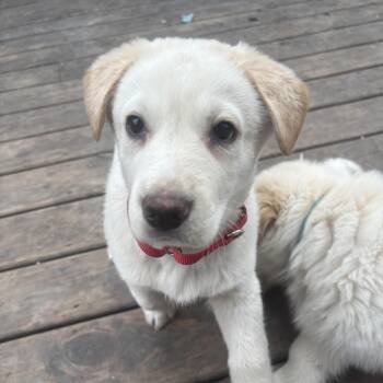 Great Pyrenees and Shepherd Dogs Available for Adoption - Link | PetCurious