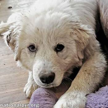 Great Pyrenees Dogs Available for Adoption in Beacon, New York - Blossom In VA - A Gentle & Playful Soul! | PetCurious