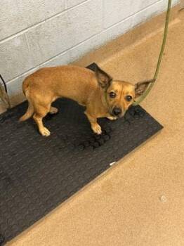 Capensa -  Mixed Breed Dog for Adoption in Chamblee, Georgia - Capensa | PetCurious