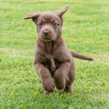 Kaya Earth C508 -  Mixed Breed Dog for Adoption in Allen, Texas - Kaya Earth C508 | PetCurious