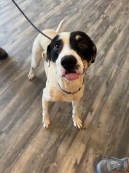 MJ -  Hound Dog for Adoption in Liverpool, New York - MJ | PetCurious