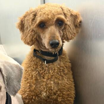 Coral -  Mixed Breed Dog for Adoption in Mentor, Ohio - Coral | PetCurious