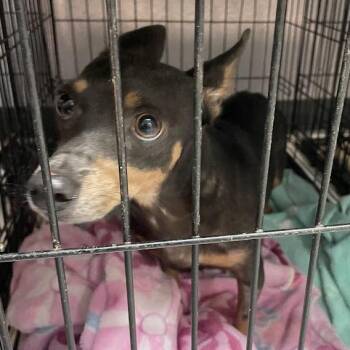 Mixed Breed Dogs Available for Adoption in Port Charlotte, Florida - Princessa | PetCurious