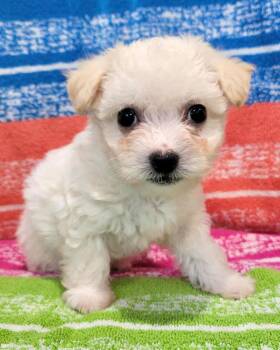Poodle and Terrier Dogs Available for Adoption - Peyton | PetCurious