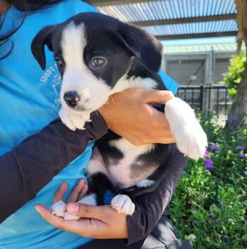 Labrador Retriever and Terrier Dogs Available for Adoption - Meg | PetCurious