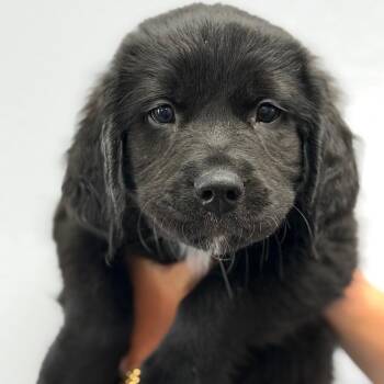 Harrison -  Great Pyrenees and Labrador Retriever Dog Available for Adoption in Idaho Falls, Idaho - Harrison | PetCurious