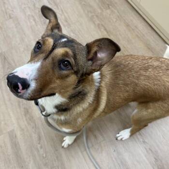 SVAS-Stray-38810 -  Smooth Collie and Mixed Breed Dog for Adoption in Lyndhurst, Virginia - SVAS-Stray-38810 | PetCurious