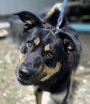 Ryder Ravishing -  Shepherd Dog for Adoption in Andover, Massachusetts - Ryder Ravishing | PetCurious