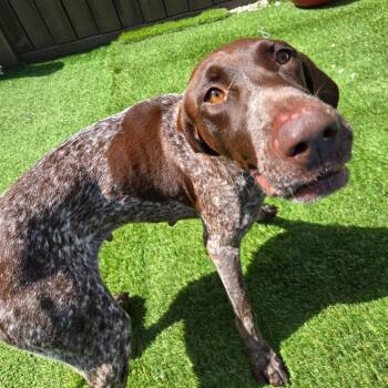 Cora 1356 -  Pointer Dog for Adoption in Loxahatchee Groves, Florida - Cora 1356 | PetCurious