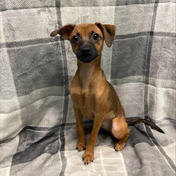 Blossom -  Chihuahua Dog for Adoption in Fresno, California - Blossom | PetCurious