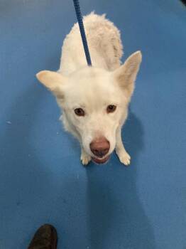 Husky Dogs Available for Adoption in Dallas, Texas - KIARA | PetCurious