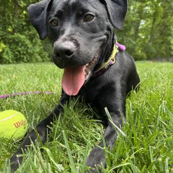 Violet -  Labrador Retriever Dog for Adoption in Indianapolis, Indiana - Violet | PetCurious